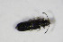  ( - BFB_Col_FK_10186)  @12 [ ] CreativeCommons - Attribution Non-Commercial Share-Alike (2015) Unspecified SNSB, Zoologische Staatssammlung Muenchen