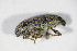  (Sitona macularius - BFB_Col_FK_10202)  @12 [ ] CreativeCommons - Attribution Non-Commercial Share-Alike (2015) Unspecified SNSB, Zoologische Staatssammlung Muenchen