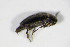  ( - BFB_Col_FK_10208)  @12 [ ] CreativeCommons - Attribution Non-Commercial Share-Alike (2015) Unspecified SNSB, Zoologische Staatssammlung Muenchen
