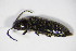  (Limonius poneli - BFB_Col_FK_10220)  @13 [ ] CreativeCommons - Attribution Non-Commercial Share-Alike (2015) Unspecified SNSB, Zoologische Staatssammlung Muenchen