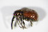  ( - BFB_Col_FK_10224)  @11 [ ] CreativeCommons - Attribution Non-Commercial Share-Alike (2015) Unspecified SNSB, Zoologische Staatssammlung Muenchen