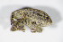  (Tychius parallelus - BFB_Col_FK_10238)  @13 [ ] CreativeCommons - Attribution Non-Commercial Share-Alike (2015) Unspecified SNSB, Zoologische Staatssammlung Muenchen
