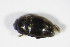  ( - BFB_Col_FK_10252)  @11 [ ] CreativeCommons - Attribution Non-Commercial Share-Alike (2015) Unspecified SNSB, Zoologische Staatssammlung Muenchen