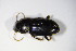  ( - BFB_Col_FK_10265)  @13 [ ] CreativeCommons - Attribution Non-Commercial Share-Alike (2015) Unspecified SNSB, Zoologische Staatssammlung Muenchen