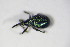  ( - BFB_Col_FK_10290)  @12 [ ] CreativeCommons - Attribution Non-Commercial Share-Alike (2015) Unspecified SNSB, Zoologische Staatssammlung Muenchen