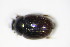  ( - BFB_Col_FK_10318)  @11 [ ] CreativeCommons - Attribution Non-Commercial Share-Alike (2015) Unspecified SNSB, Zoologische Staatssammlung Muenchen