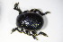  ( - BFB_Col_FK_10320)  @12 [ ] CreativeCommons - Attribution Non-Commercial Share-Alike (2015) Unspecified SNSB, Zoologische Staatssammlung Muenchen