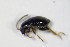  ( - BFB_Col_FK_10560)  @12 [ ] CreativeCommons - Attribution Non-Commercial Share-Alike (2015) Unspecified SNSB, Zoologische Staatssammlung Muenchen