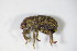  ( - BFB_Col_FK_10581)  @12 [ ] CreativeCommons - Attribution Non-Commercial Share-Alike (2015) Unspecified SNSB, Zoologische Staatssammlung Muenchen