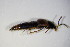  ( - BFB_Col_FK_10595)  @11 [ ] CreativeCommons - Attribution Non-Commercial Share-Alike (2015) Unspecified SNSB, Zoologische Staatssammlung Muenchen