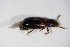  ( - BFB_Col_FK_10610)  @11 [ ] CreativeCommons - Attribution Non-Commercial Share-Alike (2015) Unspecified SNSB, Zoologische Staatssammlung Muenchen
