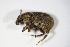  ( - BFB_Col_FK_10623)  @11 [ ] CreativeCommons - Attribution Non-Commercial Share-Alike (2015) Unspecified SNSB, Zoologische Staatssammlung Muenchen