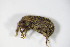  ( - BFB_Col_FK_10624)  @12 [ ] CreativeCommons - Attribution Non-Commercial Share-Alike (2015) Unspecified SNSB, Zoologische Staatssammlung Muenchen