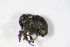  (Rutidosoma fallax - BFB_Col_FK_10638)  @11 [ ] CreativeCommons - Attribution Non-Commercial Share-Alike (2015) Unspecified SNSB, Zoologische Staatssammlung Muenchen