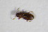 ( - BFB_Col_FK_11028)  @11 [ ] CreativeCommons - Attribution Non-Commercial Share-Alike (2015) Unspecified SNSB, Zoologische Staatssammlung Muenchen