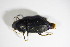  (Harpalus rufipalpis - BFB_Col_FK_11045)  @13 [ ] CreativeCommons - Attribution Non-Commercial Share-Alike (2015) Unspecified SNSB, Zoologische Staatssammlung Muenchen
