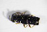  ( - BFB_Col_FK_11047)  @12 [ ] CreativeCommons - Attribution Non-Commercial Share-Alike (2015) Unspecified SNSB, Zoologische Staatssammlung Muenchen