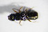  ( - BFB_Col_FK_11048)  @12 [ ] CreativeCommons - Attribution Non-Commercial Share-Alike (2015) Unspecified SNSB, Zoologische Staatssammlung Muenchen