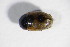  ( - BFB_Col_FK_11049)  @12 [ ] CreativeCommons - Attribution Non-Commercial Share-Alike (2015) Unspecified SNSB, Zoologische Staatssammlung Muenchen