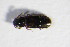  ( - BFB_Col_FK_11054)  @12 [ ] CreativeCommons - Attribution Non-Commercial Share-Alike (2015) Unspecified SNSB, Zoologische Staatssammlung Muenchen