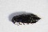  ( - BFB_Col_FK_11055)  @12 [ ] CreativeCommons - Attribution Non-Commercial Share-Alike (2015) Unspecified SNSB, Zoologische Staatssammlung Muenchen