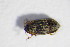  ( - BFB_Col_FK_11059)  @12 [ ] CreativeCommons - Attribution Non-Commercial Share-Alike (2015) Unspecified SNSB, Zoologische Staatssammlung Muenchen