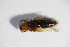  ( - BFB_Col_FK_11063)  @12 [ ] CreativeCommons - Attribution Non-Commercial Share-Alike (2015) Unspecified SNSB, Zoologische Staatssammlung Muenchen