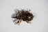  ( - BFB_Col_FK_11069)  @11 [ ] CreativeCommons - Attribution Non-Commercial Share-Alike (2015) Unspecified SNSB, Zoologische Staatssammlung Muenchen