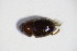  (Leiodes ruficollis - BFB_Col_FK_11070)  @13 [ ] CreativeCommons - Attribution Non-Commercial Share-Alike (2015) Unspecified SNSB, Zoologische Staatssammlung Muenchen