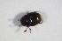  ( - BFB_Col_FK_11081)  @11 [ ] CreativeCommons - Attribution Non-Commercial Share-Alike (2015) Unspecified SNSB, Zoologische Staatssammlung Muenchen