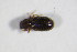  ( - BFB_Col_FK_11089)  @11 [ ] CreativeCommons - Attribution Non-Commercial Share-Alike (2015) Unspecified SNSB, Zoologische Staatssammlung Muenchen