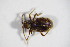  ( - BFB_Col_FK_11095)  @11 [ ] CreativeCommons - Attribution Non-Commercial Share-Alike (2015) Unspecified SNSB, Zoologische Staatssammlung Muenchen