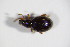  ( - BFB_Col_FK_11102)  @11 [ ] CreativeCommons - Attribution Non-Commercial Share-Alike (2015) Unspecified SNSB, Zoologische Staatssammlung Muenchen