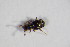  ( - BFB_Col_FK_11105)  @11 [ ] CreativeCommons - Attribution Non-Commercial Share-Alike (2015) Unspecified SNSB, Zoologische Staatssammlung Muenchen