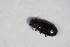 ( - BFB_Col_FK_11207)  @12 [ ] CreativeCommons - Attribution Non-Commercial Share-Alike (2015) Unspecified SNSB, Zoologische Staatssammlung Muenchen