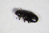  (Corticaria obscura - BFB_Col_FK_11208)  @13 [ ] CreativeCommons - Attribution Non-Commercial Share-Alike (2015) Unspecified SNSB, Zoologische Staatssammlung Muenchen