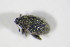  ( - BFB_Col_FK_11228)  @12 [ ] CreativeCommons - Attribution Non-Commercial Share-Alike (2015) Unspecified SNSB, Zoologische Staatssammlung Muenchen