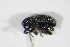  ( - BFB_Col_FK_11229)  @12 [ ] CreativeCommons - Attribution Non-Commercial Share-Alike (2015) Unspecified SNSB, Zoologische Staatssammlung Muenchen