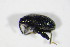  ( - BFB_Col_FK_11230)  @12 [ ] CreativeCommons - Attribution Non-Commercial Share-Alike (2015) Unspecified SNSB, Zoologische Staatssammlung Muenchen