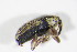  ( - BFB_Col_FK_11232)  @12 [ ] CreativeCommons - Attribution Non-Commercial Share-Alike (2015) Unspecified SNSB, Zoologische Staatssammlung Muenchen