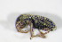  ( - BFB_Col_FK_11233)  @12 [ ] CreativeCommons - Attribution Non-Commercial Share-Alike (2015) Unspecified SNSB, Zoologische Staatssammlung Muenchen