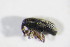  ( - BFB_Col_FK_11234)  @12 [ ] CreativeCommons - Attribution Non-Commercial Share-Alike (2015) Unspecified SNSB, Zoologische Staatssammlung Muenchen