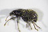  ( - BFB_Col_FK_11240)  @11 [ ] CreativeCommons - Attribution Non-Commercial Share-Alike (2015) Unspecified SNSB, Zoologische Staatssammlung Muenchen