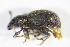  ( - BFB_Col_FK_11241)  @12 [ ] CreativeCommons - Attribution Non-Commercial Share-Alike (2015) Unspecified SNSB, Zoologische Staatssammlung Muenchen