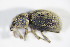  ( - BFB_Col_FK_11243)  @11 [ ] CreativeCommons - Attribution Non-Commercial Share-Alike (2015) Unspecified SNSB, Zoologische Staatssammlung Muenchen