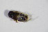  ( - BFB_Col_FK_7903)  @12 [ ] CreativeCommons - Attribution Non-Commercial Share-Alike (2015) Unspecified SNSB, Zoologische Staatssammlung Muenchen