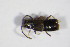  ( - BFB_Col_FK_7904)  @11 [ ] CreativeCommons - Attribution Non-Commercial Share-Alike (2015) Unspecified SNSB, Zoologische Staatssammlung Muenchen