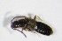  ( - BFB_Col_FK_7905)  @11 [ ] CreativeCommons - Attribution Non-Commercial Share-Alike (2015) Unspecified SNSB, Zoologische Staatssammlung Muenchen