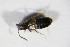  (Aloconota planifrons - BFB_Col_FK_7934)  @12 [ ] CreativeCommons - Attribution Non-Commercial Share-Alike (2015) Unspecified SNSB, Zoologische Staatssammlung Muenchen
