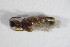  ( - BFB_Col_FK_7962)  @11 [ ] CreativeCommons - Attribution Non-Commercial Share-Alike (2015) Unspecified SNSB, Zoologische Staatssammlung Muenchen